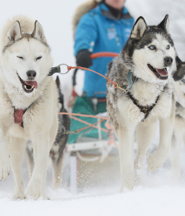 rando-chien-husky.jpg